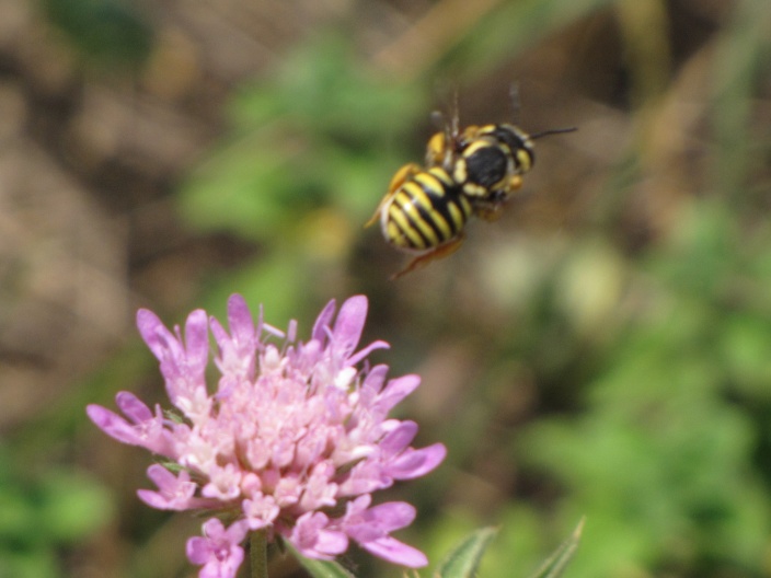 femmina di Trachusa interrupta (Apidae Megachilinae)